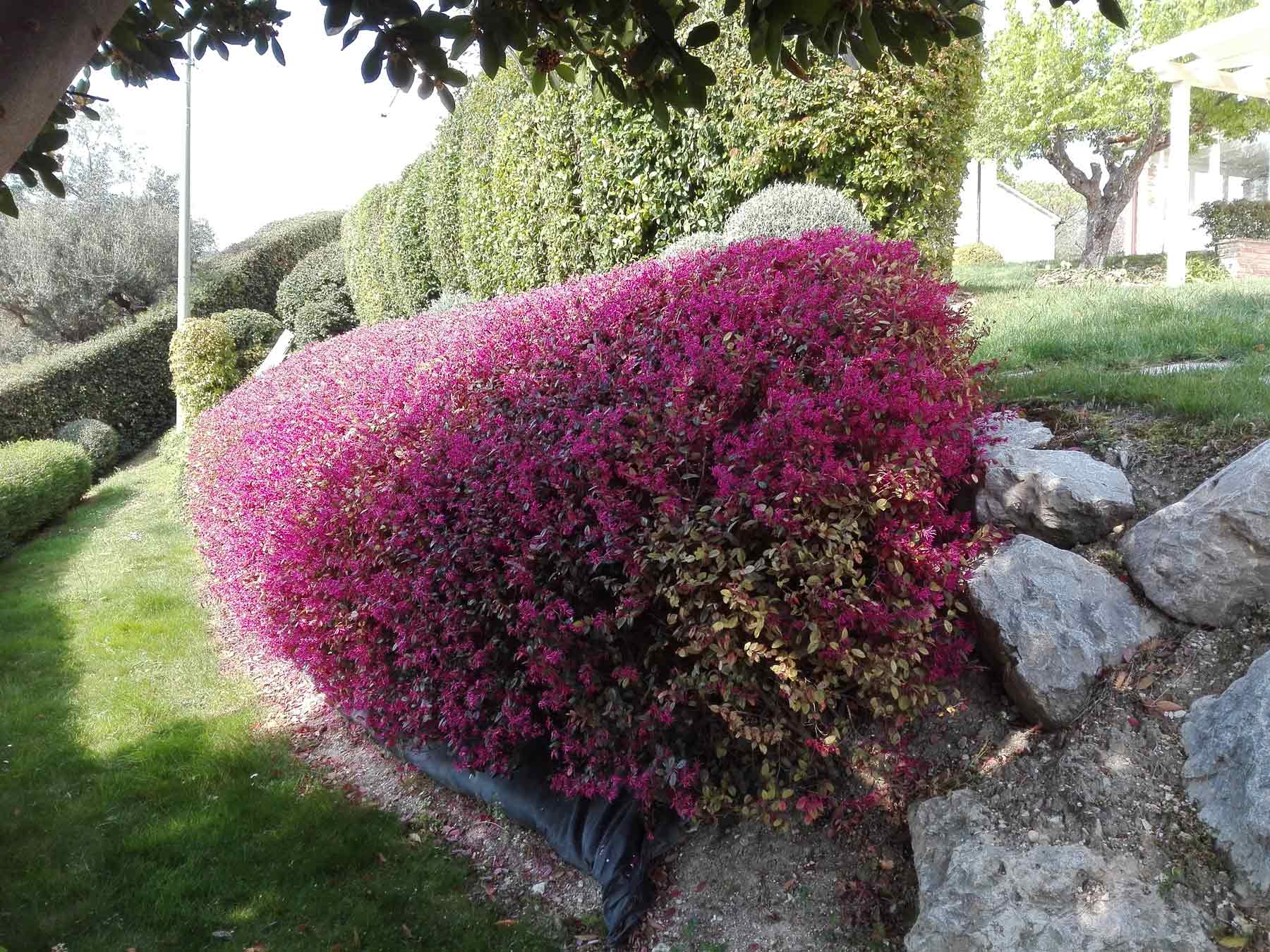 Realizzazione giardini Ancona