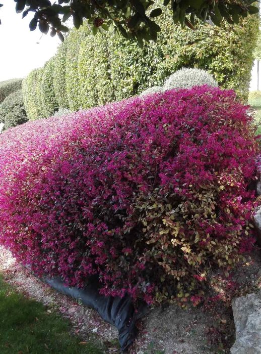 Realizzazione giardini Ancona